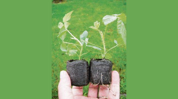 Es werden derzeit Himbeerpflanzen als frisch getopfte Jungpflanzen aus diesjähriger Vermehrung angeboten. Diese sollten erst nach den Eisheiligen eingepflanzt werden. (Bild Inforama Oeschbarg)