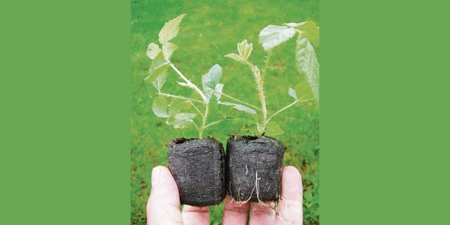 Es werden derzeit Himbeerpflanzen als frisch getopfte Jungpflanzen aus diesjähriger Vermehrung angeboten. Diese sollten erst nach den Eisheiligen eingepflanzt werden. (Bild Inforama Oeschbarg)