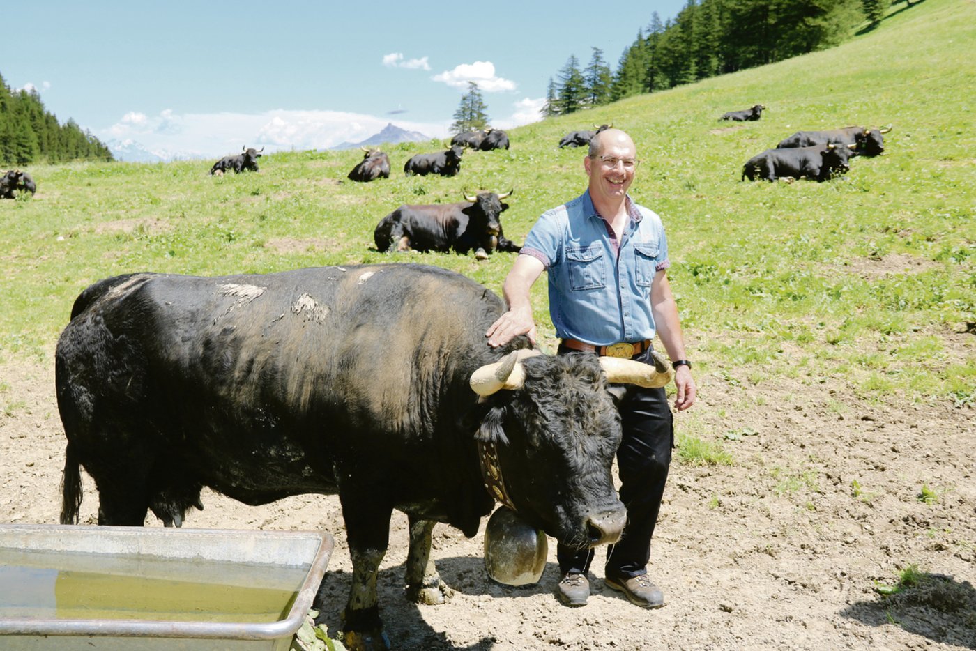 Ein paar der rund 50 Eringerkühe, die zur Sömmerung auf der Alpage de la Forclaz weilen, tragen wie Farinel, eine Treichel aus der Schmiede von Yan Moret. 