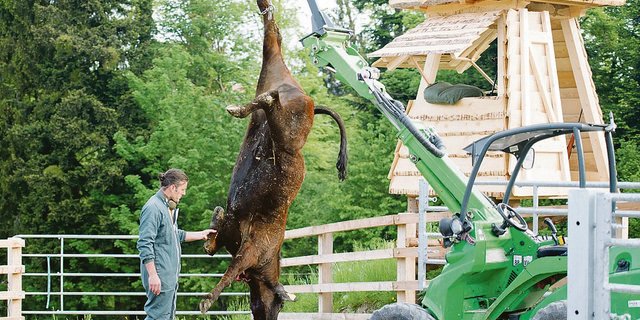 Nils Müller vom Betrieb «Chalte Hose» in Forch ZH ist einer der Pioniere für Weideschlachtung. Hier wird ein Tier nach dem Betäubungsschuss ausgeblutet. (Bild FiBL / Thomas Alföldi)