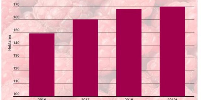 Himbeeren liegen im Trend. Die Produzenten haben die Anbaufläche seit 2016 um 12 Prozent auf 170 Hektaren ausgedehnt. Hauptanbaugebiet ist die Ostschweiz. (*Hochrechnungen, Quelle SOV)