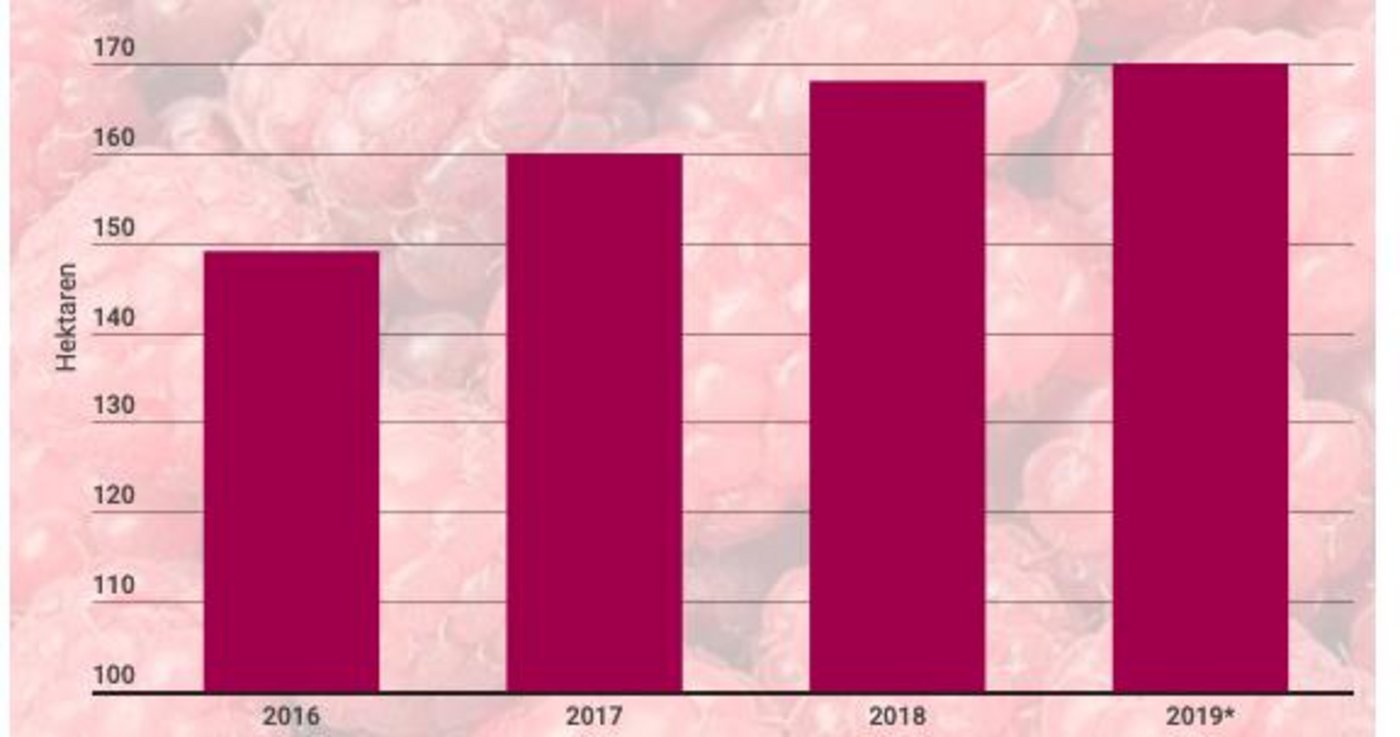 Himbeeren liegen im Trend. Die Produzenten haben die Anbaufläche seit 2016 um 12 Prozent auf 170 Hektaren ausgedehnt. Hauptanbaugebiet ist die Ostschweiz. (*Hochrechnungen, Quelle SOV)