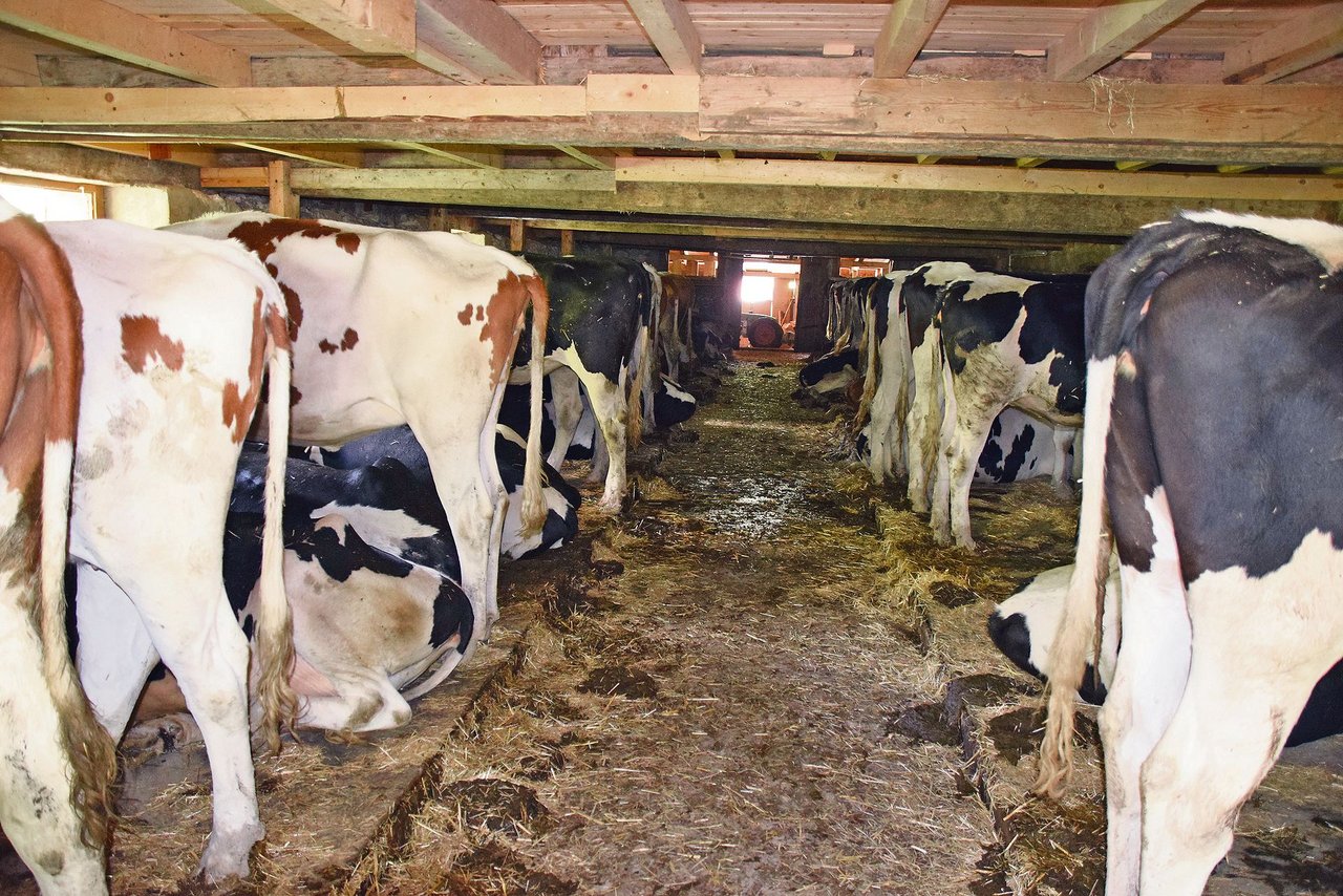 Die Rinder verbringen den Tag im Stall, nachts wird geweidet. Das habe man immer so gemacht.