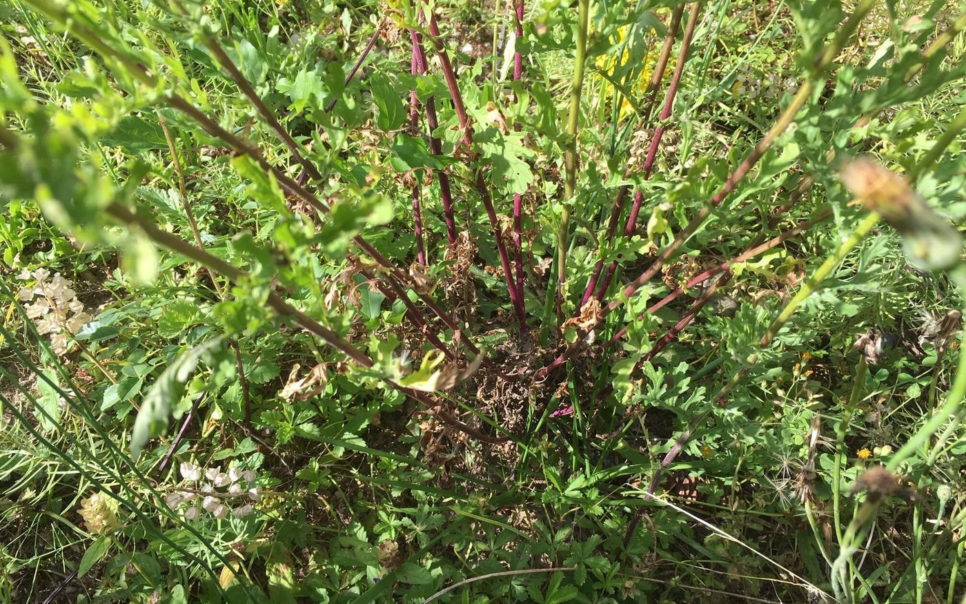 Die Blätter des Jakobkreukrauts sind je nach Höhe an der Pflanzen unterschiedlich geformt und entweder kahl oder oder spinnwebartig behaart. Die untersten Blätter sind zur Blütezeit meist verdorrt. (Bild jsc)