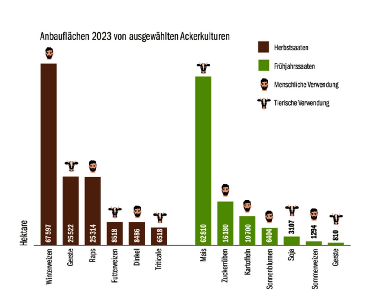 Braun ist schon drin, Grün muss noch rein. Oben aufgeführt sind die Flächen in Hektaren einiger ausgewählter Herbst- und Frühjahrssaaten. Wie in der Grafik ersichtlich, wird im Herbst hauptsächlich Getreide für den Menschen (Brotweizen), aber auch die Tiere (z. B. Gerste) angesät. Im Frühjahr hingegen wird nur ein Bruchteil des Getreides gesät. Spitzenreiter ist dann der Mais (Silo- und Körnermais) mit über 62 000 angebauten Hektaren. Hauptzeitpunkt der Maissaat ist von Ende April bis Anfang Juni. Wichtige Kulturen neben dem Mais sind die Zuckerrüben, Kartoffeln und Sonnenblumen. Die Ernteprodukte dieser Kulturen kommen hauptsächlich der menschlichen Ernährung zugute, die Nebenprodukte werden an Tiere verfüttert.