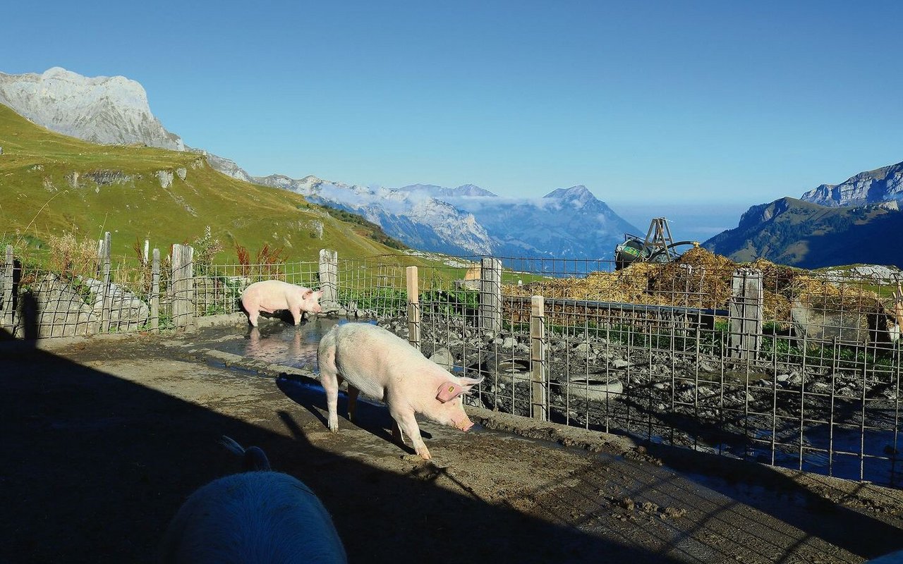 Aktuell darf das Sulbecken auf Naturboden über den Oberboden entwässert werden. Dies sollte ganzflächig erfolgen. Der Fressplatz ist betoniert und in die Güllegrube entwässert.