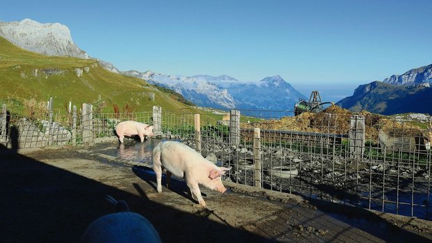 Aktuell darf das Sul Aktuell darf das Sulbecken auf Naturboden über den Oberboden entwässert werden. Dies sollte ganzflächig erfolgen. Der Fressplatz ist betoniert und in die Güllegrube entwässert.