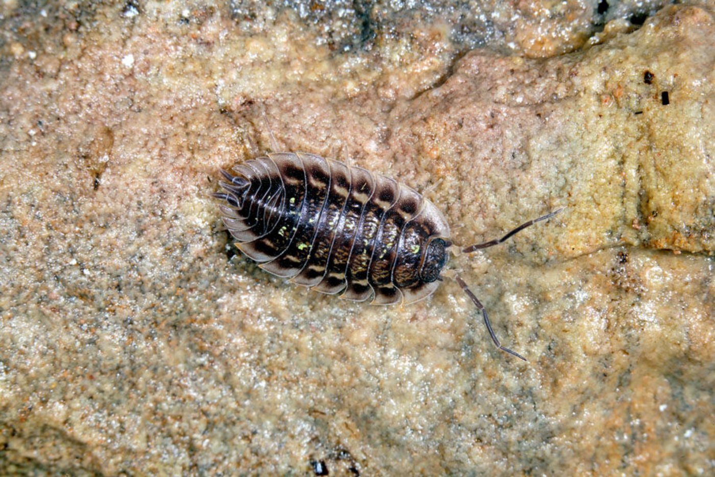 Das neue Höhentier des Jahres soll auf den grossen Forschungsbedarf rund um das Leben in Höhlen hinweisen. (Bild Cavernicola.ch)