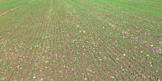 Winterweizen, fotografiert im DC 12. Für eine Behandlung ist die Grenze zwischen «zu nass» und «feucht genug» schmal. 