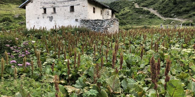Blacken sind wahre Platzräuber. Sie breiten sich vor allem dort aus, wo Kuhfladen liegen oder wo die Pflanzendecke durch Viehtritt beschädigt wird. (Bild Franz Steiner, FiBL)