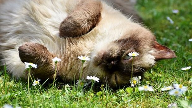 In der Schweiz waren 2017 knapp 495'000 Katzen in der Heimtierdatenbank Anis verzeichnet. (Bild Pixabay)