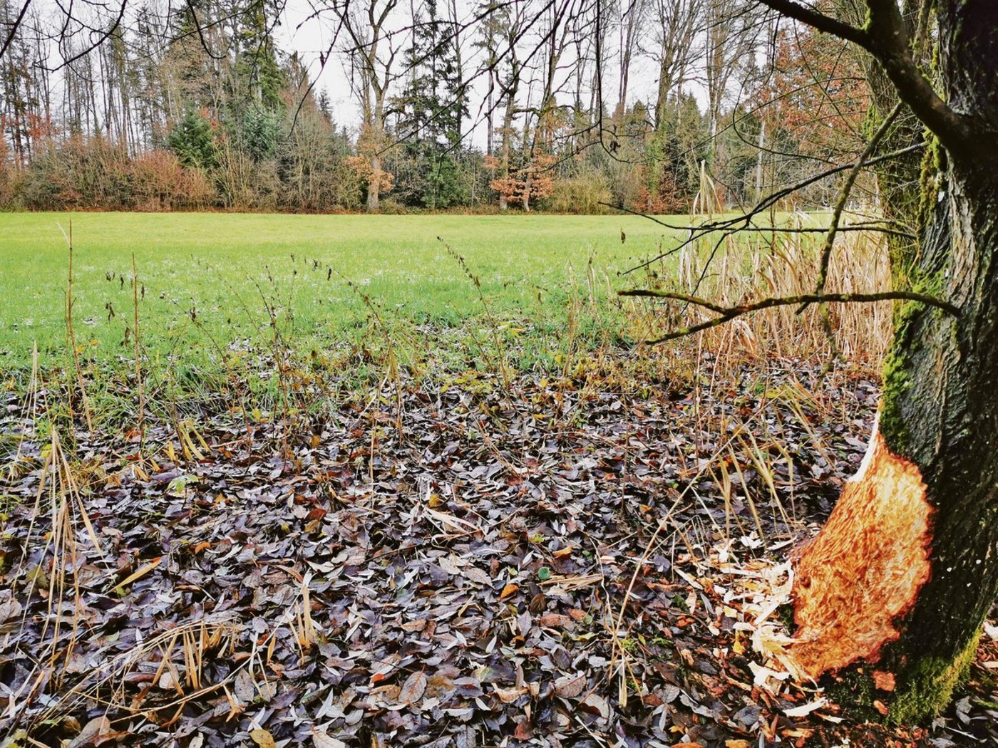 Noch ist hier der Biber zu Hause. Bald schon sollen Fahrende kommen. Im Gebiet Froumholz in Muri bei Bern ist ein Standplatz für Schweizer Fahrende geplant.  (Bild Simone Barth)