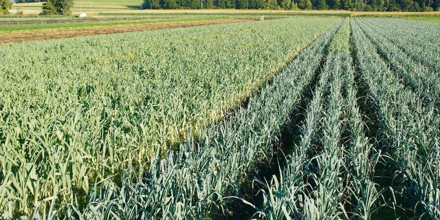 Lauchanbau im Berner Seeland: Die Bandagen sind härter geworden, ob im biologischen oder im konventionellen Anbau.