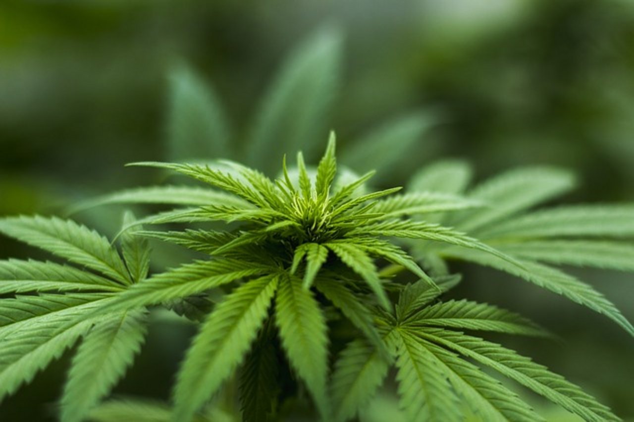 Cannabis könne als Arzneimittel einen wichtigen Beitrag zum Wohlbefinden und zur Heilung von Patienten leisten. (Bild pixabay)