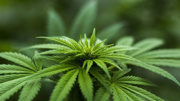 Cannabis könne als Arzneimittel einen wichtigen Beitrag zum Wohlbefinden und zur Heilung von Patienten leisten. (Bild pixabay)