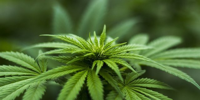 Cannabis könne als Arzneimittel einen wichtigen Beitrag zum Wohlbefinden und zur Heilung von Patienten leisten. (Bild pixabay)