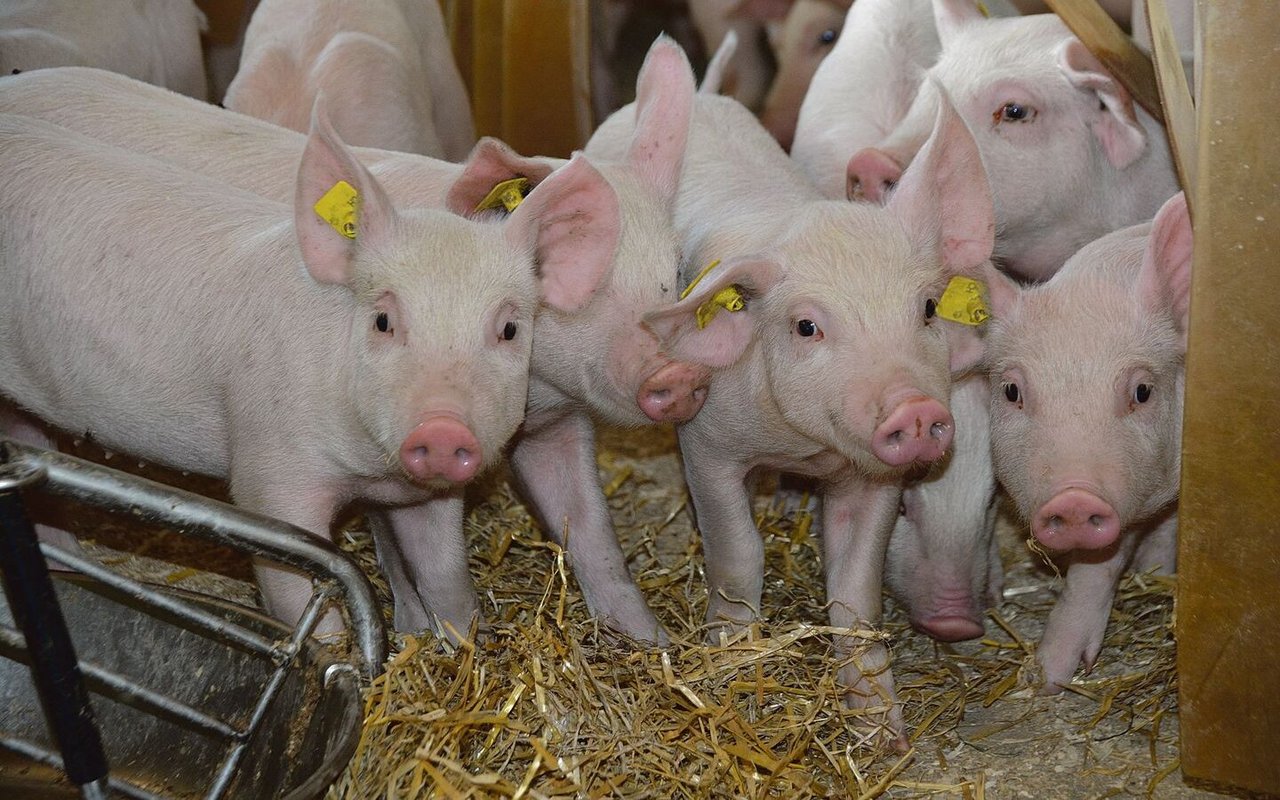 Zu viele Mastplätze sorgen für eine zu hohe Nachfrage nach Mastjagern. Bei den Schweinepreisen ist noch keine Erholung in Sicht.