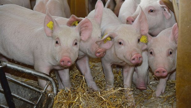 Zu viele Mastplätze sorgen für eine zu hohe Nachfrage nach Mastjagern. Bei den Schweinepreisen ist noch keine Erholung in Sicht.