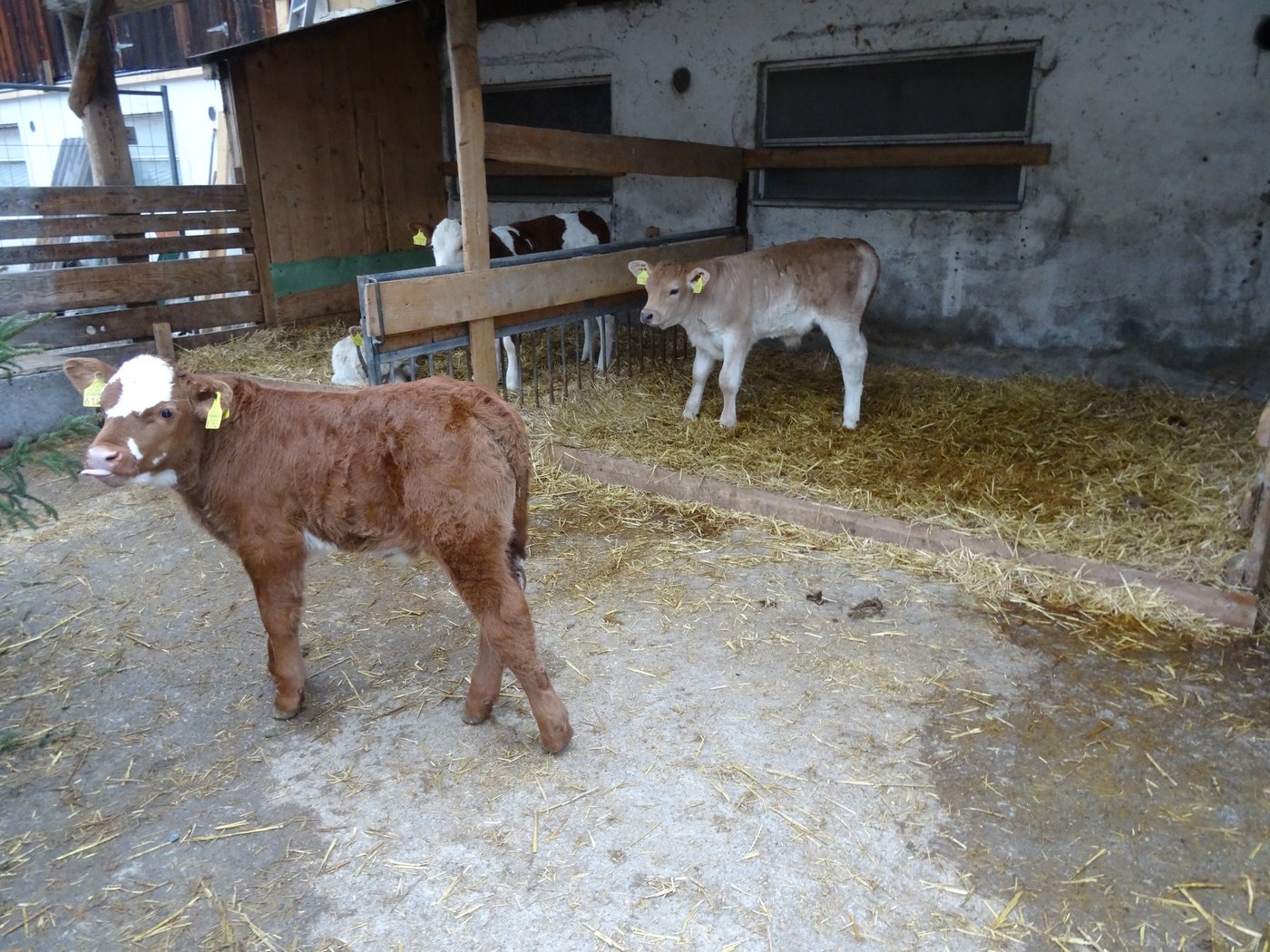 So präsentiert sich der Auslauf für die Mast- und Aufzuchtkälber. (Bild Vrena Crameri-Daeppen)