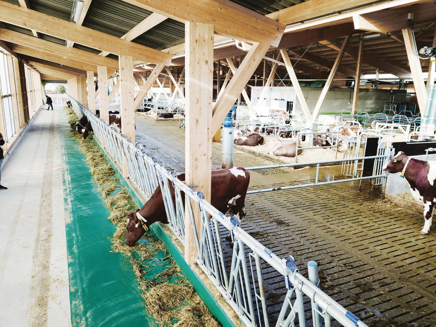 Bereits am 17. Dezember kehrten die Kühe in den neuen Laufstall an der Rütti zurück und fühlten sich sofort wohl.(Bilder zVg)