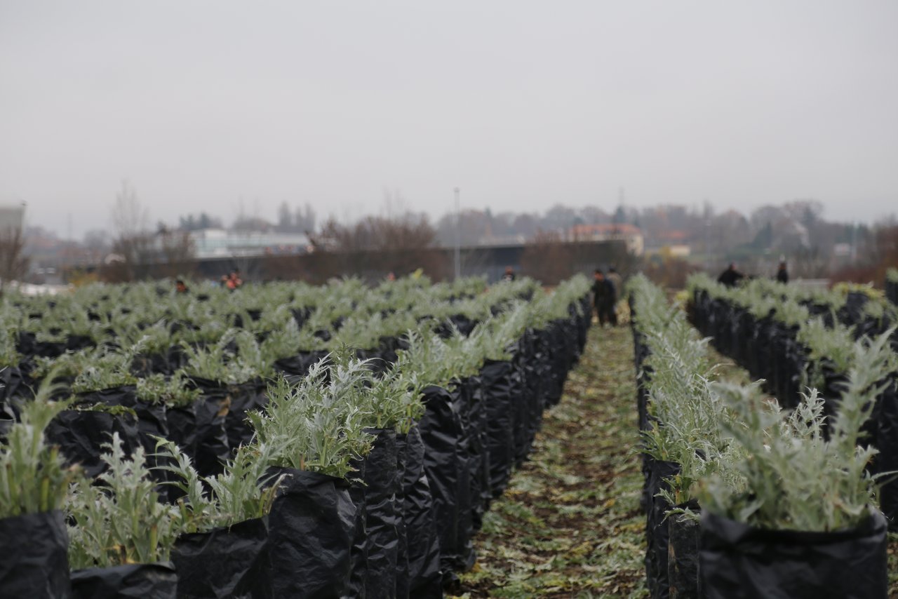 Kardy ist das erste Schweizer AOC-Gemüse. (Bild lid)