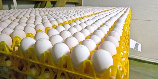 Der Konsument setzt vermehrt auf regionale Herkunft und kauft seine Eier gerne direkt beim Produzenten.