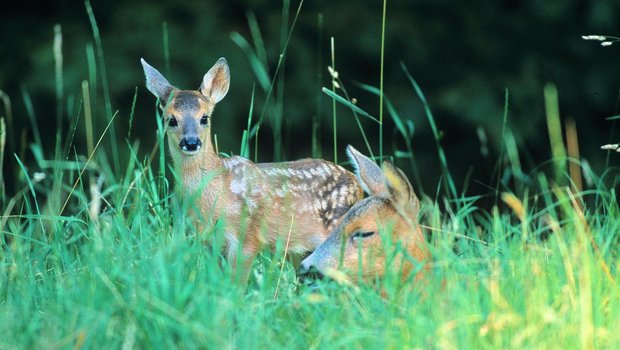 Bald beginnt die Setzzeit der Rehe. (Symbolbild Archiv BauZ)