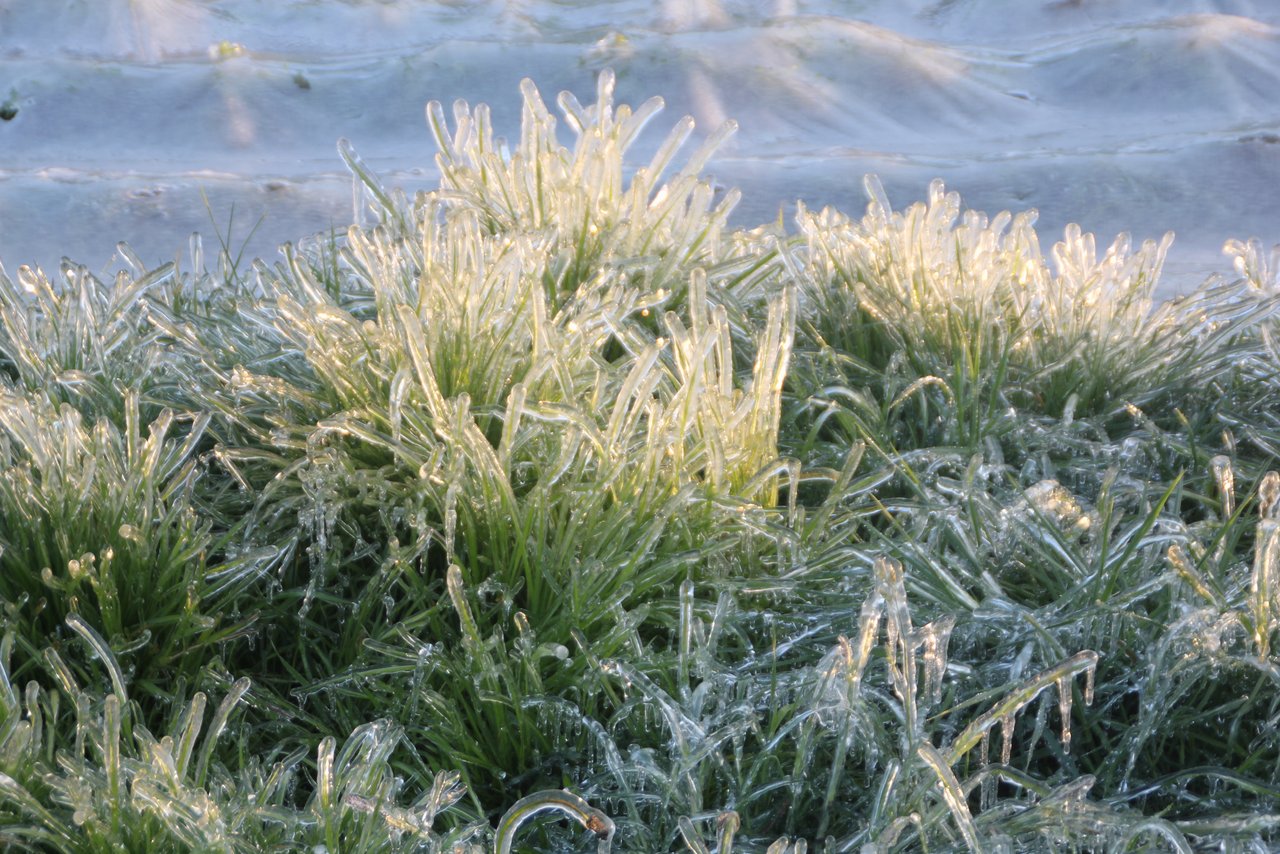 Bei der Frostbewässerung bildet sich eine Eisschicht um die Pflanzen. Dabei wird die Wärme des zufrierenden Wassers (Kristallisationswärme) nach Innen abgebeben. Dadurch wird die Pflanze vor dem Frost geschützt. (Bild Roland Müller)