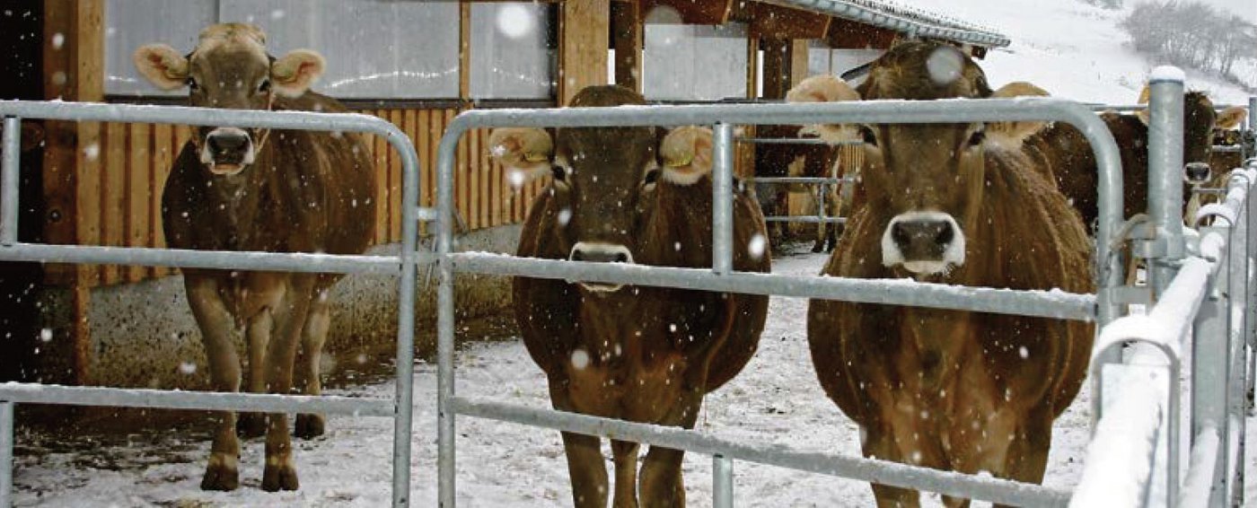 Risikozone Laufhof: Mängel im Auslaufjournal können die Direktzahlungen gefährden. (Bild BauZ)