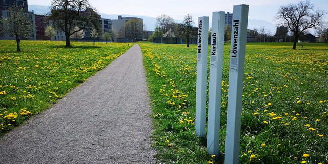 Auch im nächsten Jahr werden die weissen Lockpfosten wieder in der ganzen Schweiz zu finden sein. (Bild Schweizer Bauern)