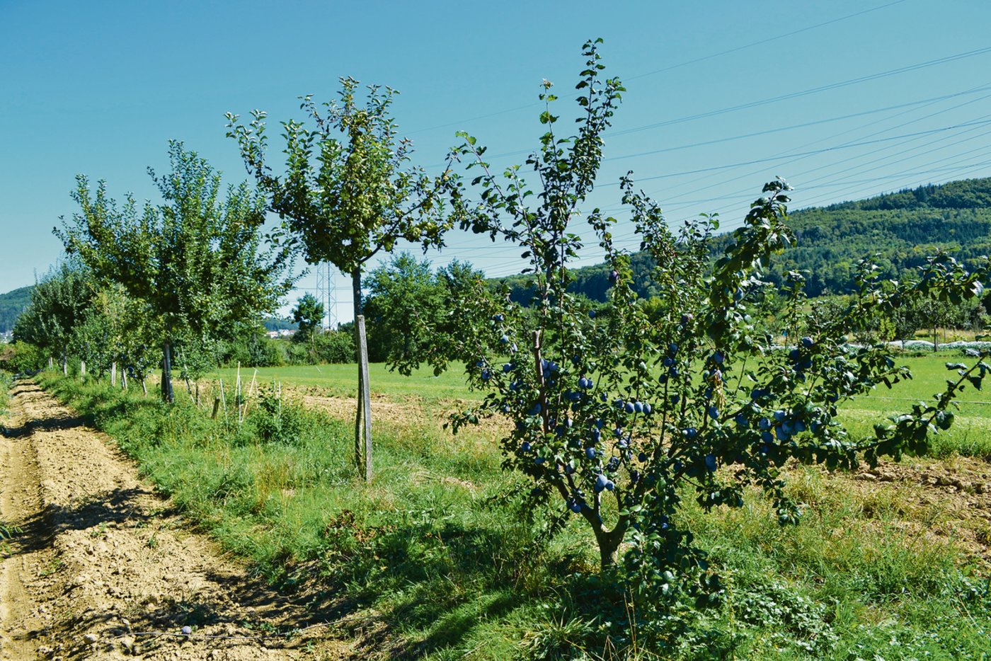 Auf und ab: Hochstamm- und Niederstammbäume werden abwechselnd gepflanzt, um die Wuchslinie zu unterbrechen.