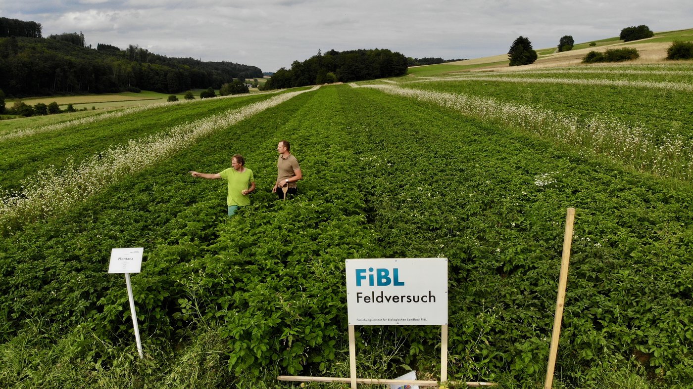 Landwirt Christoph Hauert und FiBL-Berater Tobias Gelencsér im Versuchsfeld. Der Kraut-und Knollendruck ist dieses Jahr hoch. (Bild FiBL/Afoeldi Thomas)