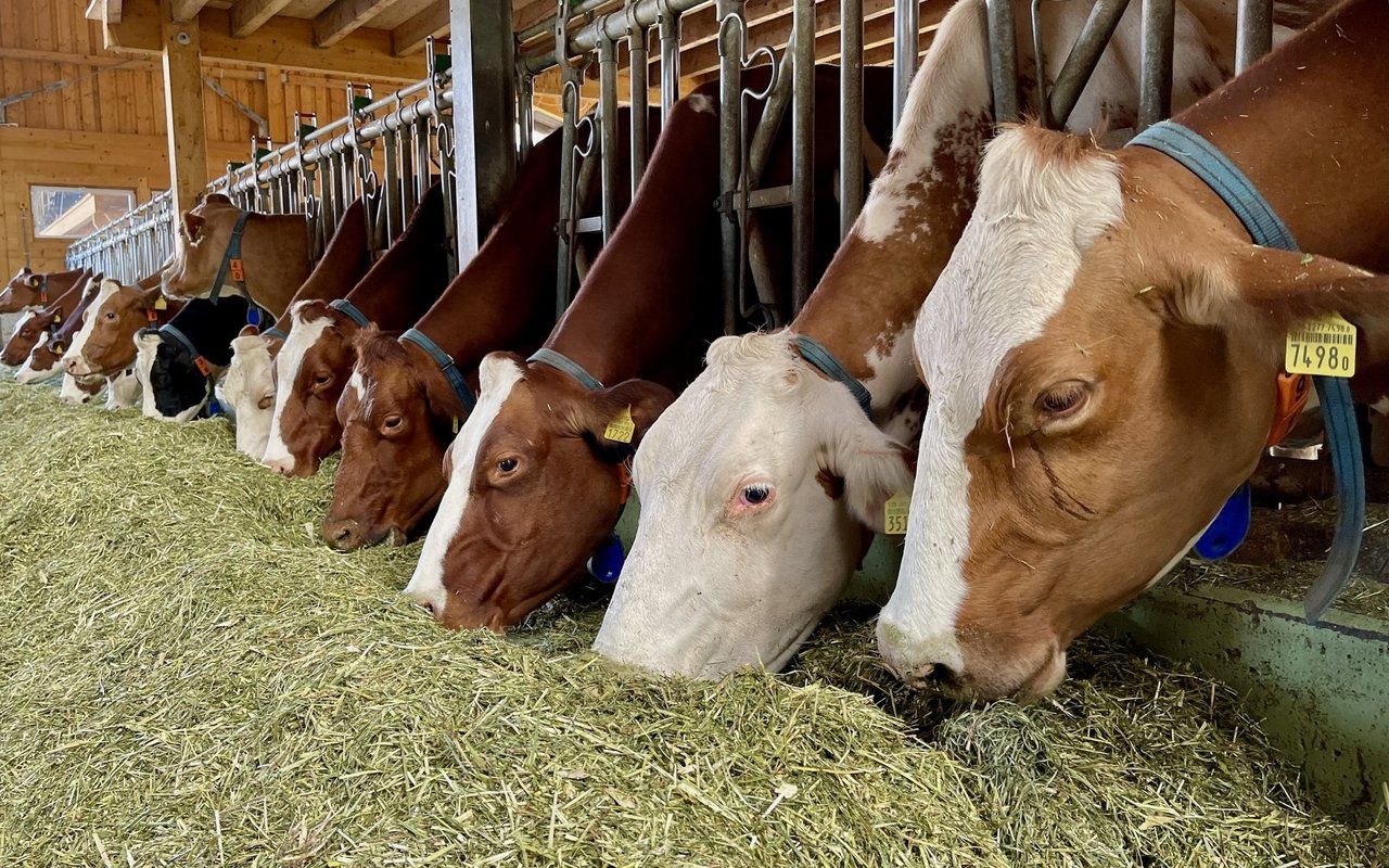 Fütterung von Kühen im Stall.