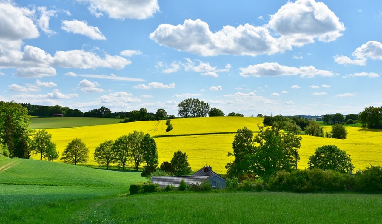 Gelbes Gold: Die Schweizer Bauern haben ein Interesse daran, das der Rapsanbau hierzulande weiterhin wirtschaftlich erhalten werden kann. (Bild Pixabay)