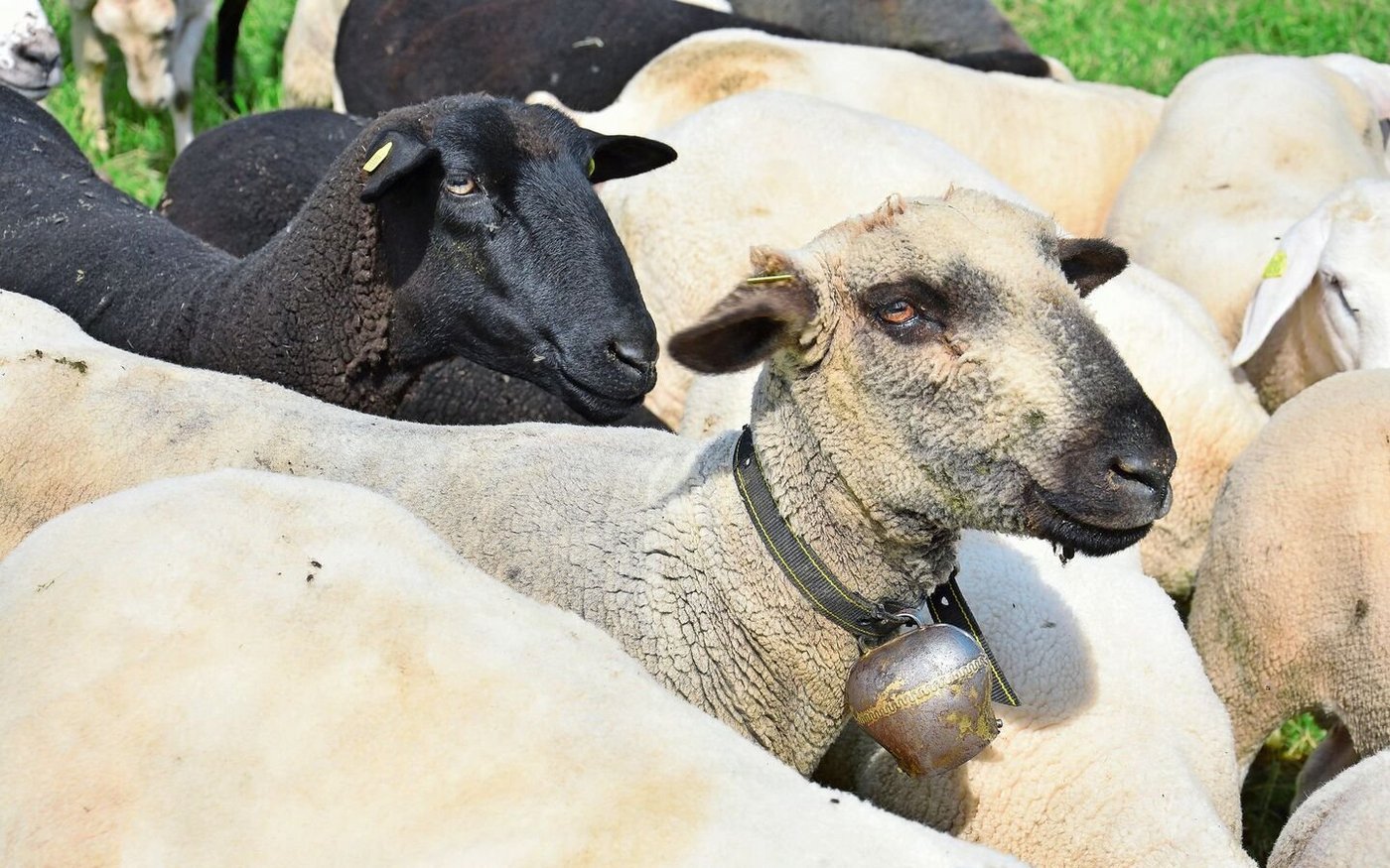 Seit 2020 werden Abgänge von Schafen in der TVD erfasst. Allerdings gibt es keine Möglichkeit, die Gründe für die Abmeldung eines Tieres zu erfassen.