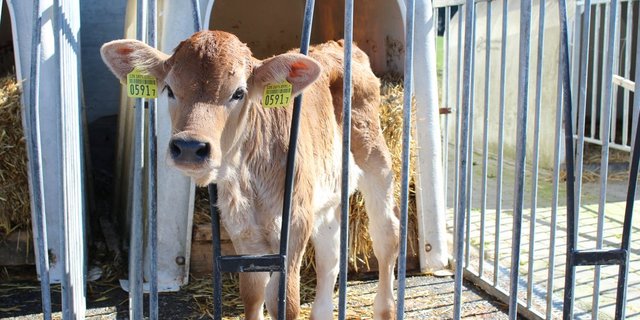 Das neue Kalbfleischprogramm soll Kunden aus dem Gastronomiesektor ansprechen. (BIld: SBV)
