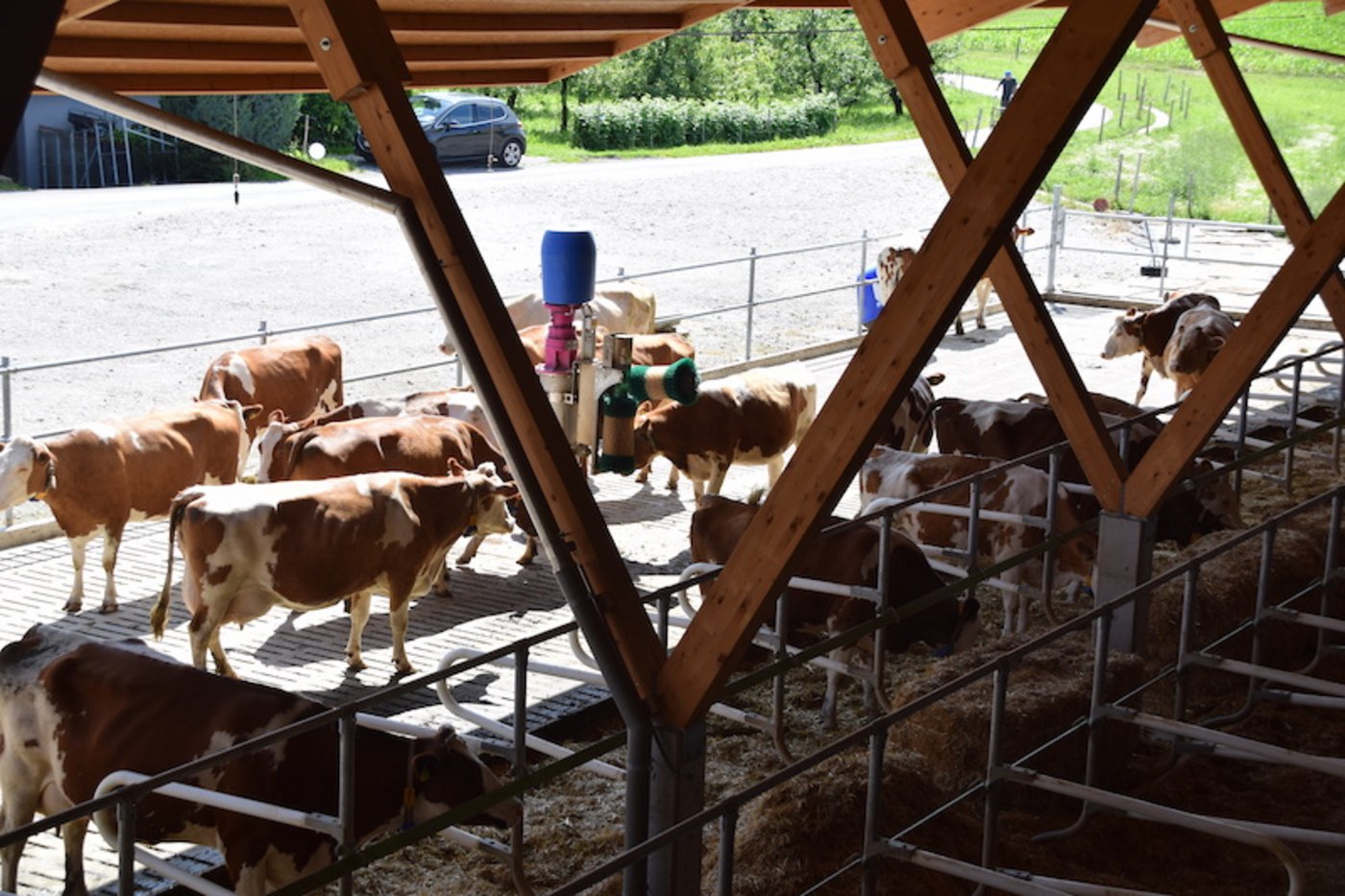 Grosses Gedränge im Laufhof. Auch die Kratzbürste wird rege gebraucht.