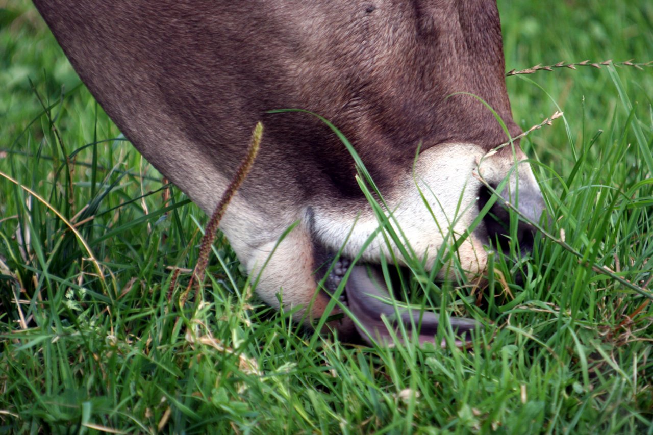 Kühe fressen Gras, bei der Verdauung entsteht das Klimagas Methan. (Walter Signer/landwirtschaft.ch)