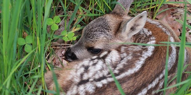 Rehkitze können mit den richtigen Massnahmen gerettet werden. (Bild Pixabay) 