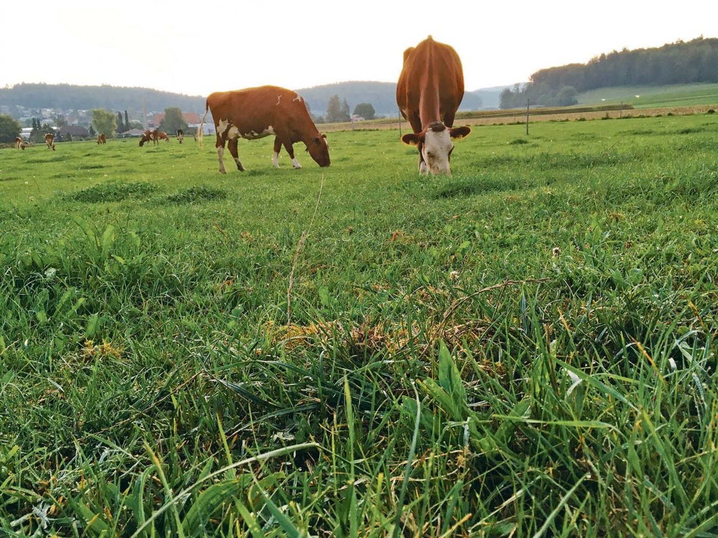 Bei herbstlicher Witterung verändern sich die Nährstoffgehalte auf der Weide.(Bild jsc)