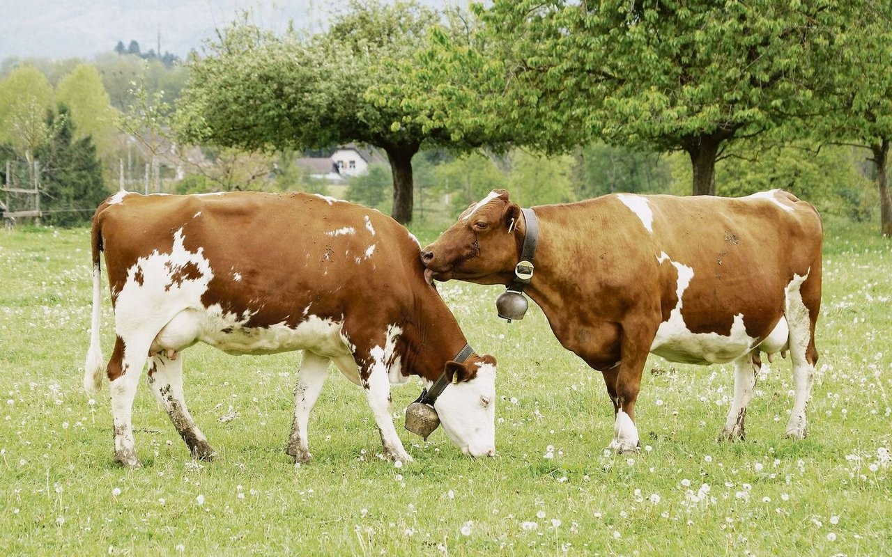93 Prozent der Schweizer Milchkühe erfüllen die Kriterien für den Grünen Teppich.
