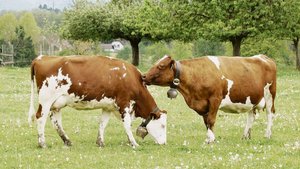 93 Prozent der Schweizer Milchkühe erfüllen die Kriterien für den Grünen Teppich.