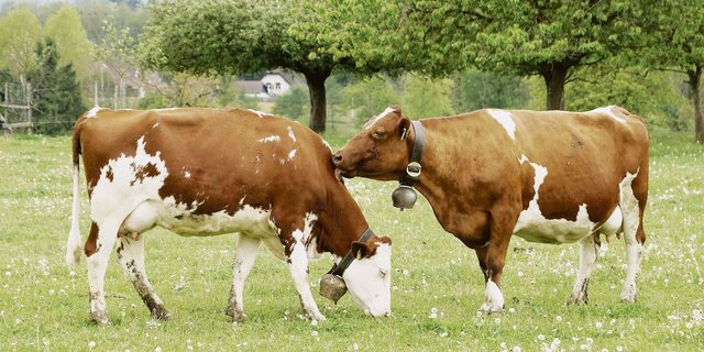 93 Prozent der Schweizer Milchkühe erfüllen die Kriterien für den Grünen Teppich.