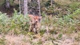 Tief im Wald geboren…im Ober Alpetli, Photo hat Sven Marbach geknipst . (Bild: Yvonne)