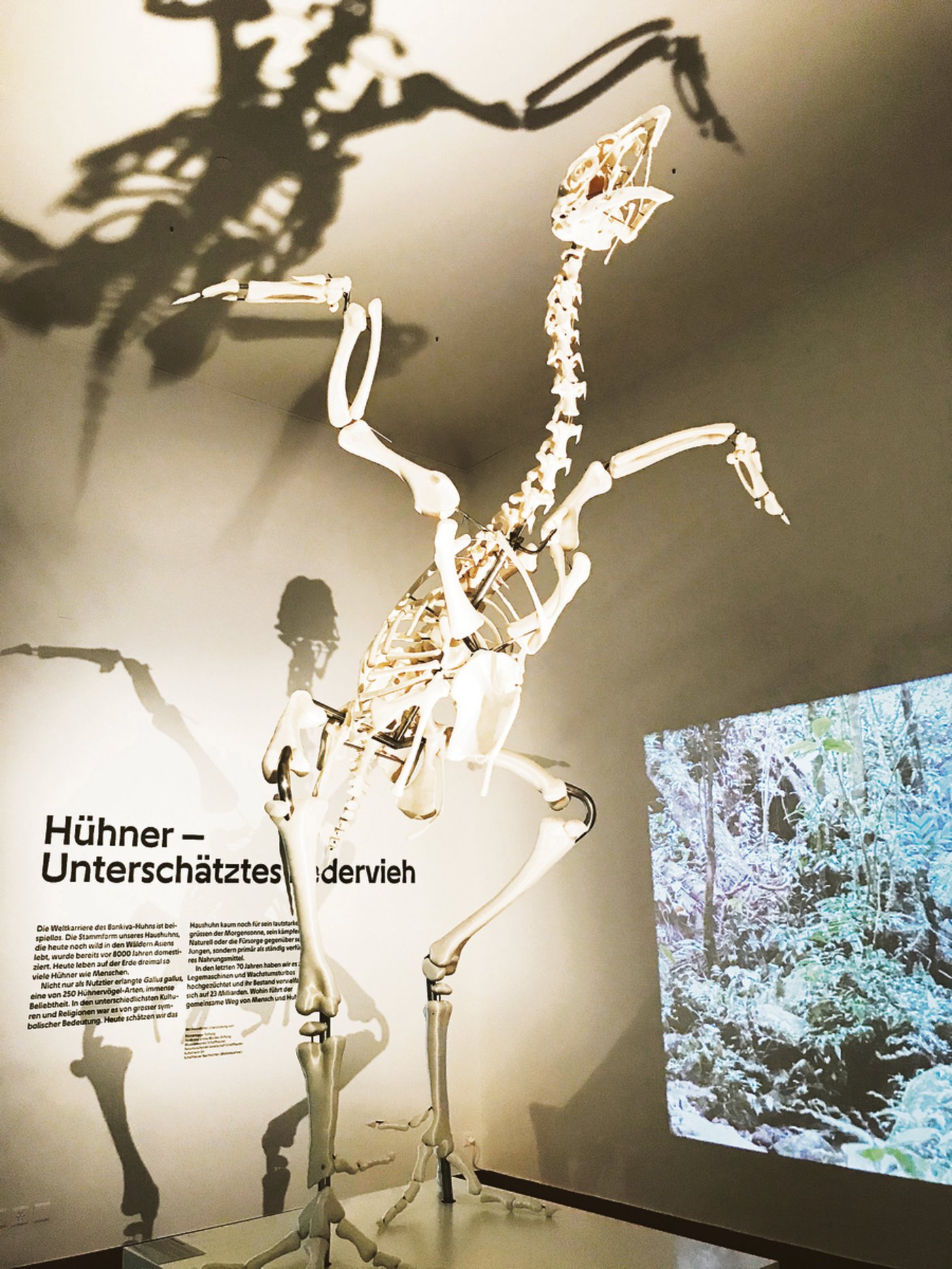 Ein namenloses Masthuhn unter Vielen: Der Berliner Künstler Andreas Greiner hat dem Huhn ein Denkmal gesetzt.(Bild Alexandra Stückelberger)