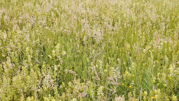 Lebensraum für Pflanzen und Bienen, aber auch eine kleine Apotheke für denjenigen, der die Kräutlein kennt. (Bild Daniela Joder)