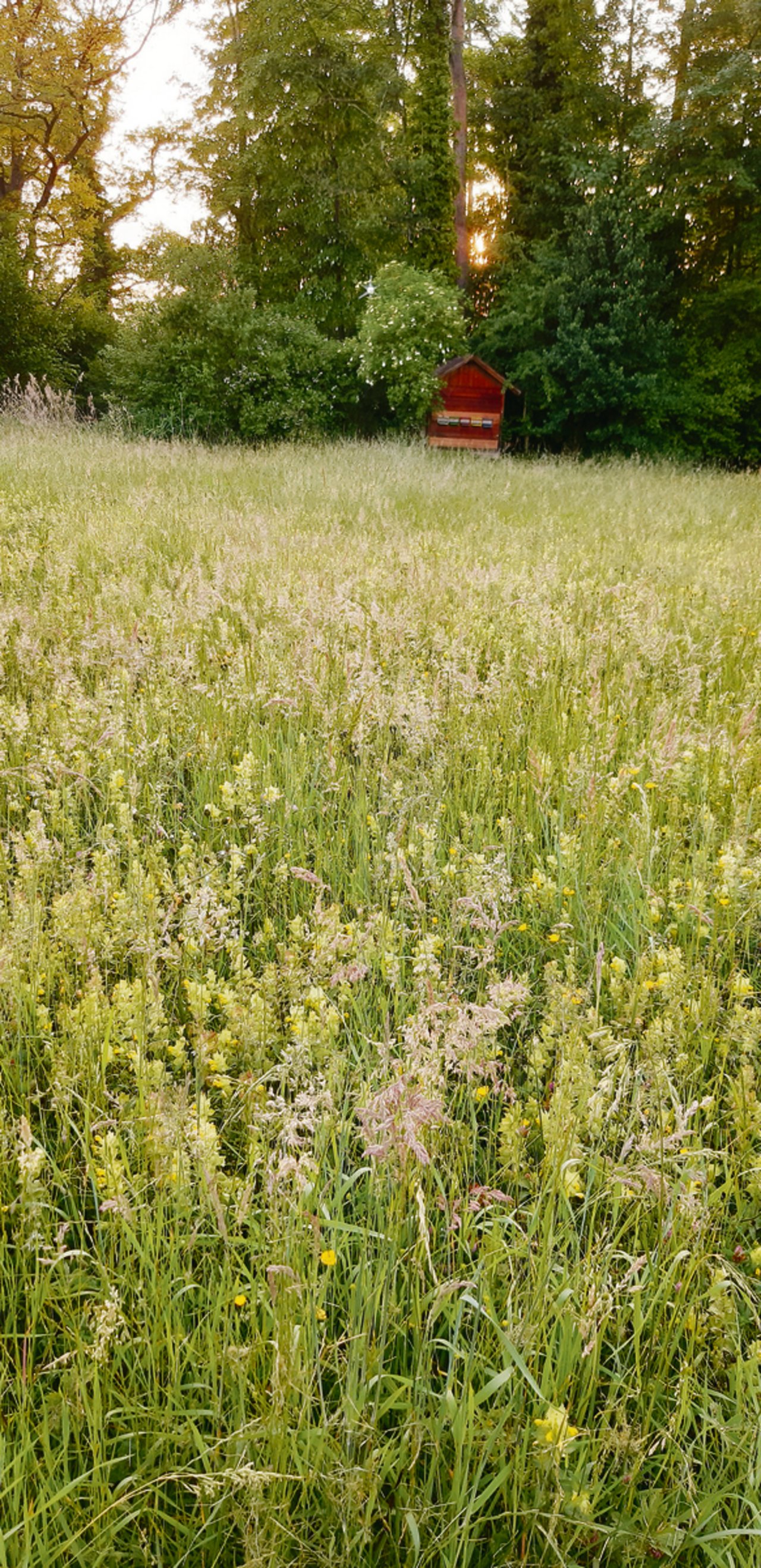 Lebensraum für Pflanzen und Bienen, aber auch eine kleine Apotheke für denjenigen, der die Kräutlein kennt. (Bild Daniela Joder)