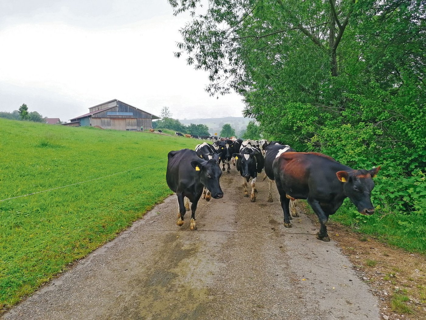 Stohlers setzen auf kleine Kühe und sparen so laut eigenen Berechnungen Geld ein. Im Hintergrund ist der Stall zu sehen.