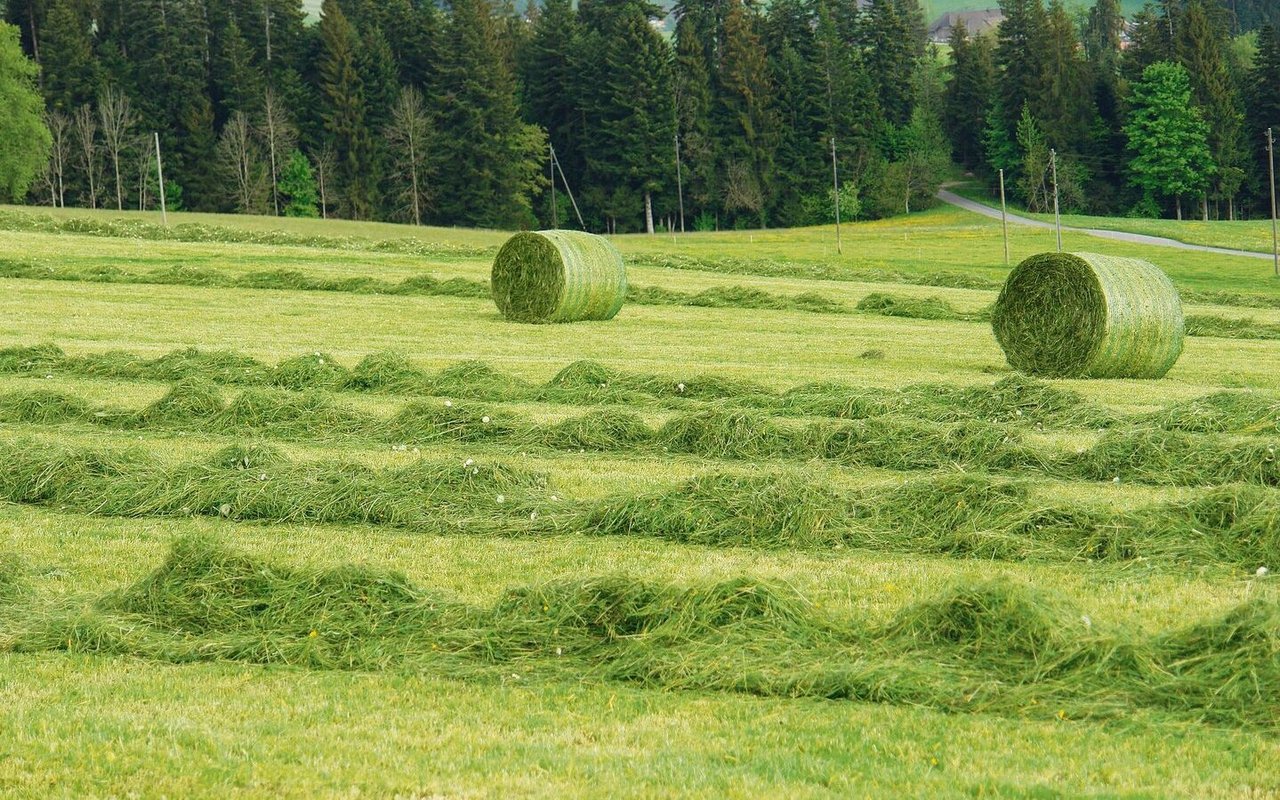 2023 gab es eine grosse Streuung zwischen akzeptabler und schlechter Grassilage-Qualität.