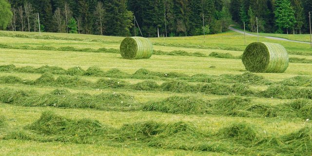 2023 gab es eine grosse Streuung zwischen akzeptabler und schlechter Grassilage-Qualität.